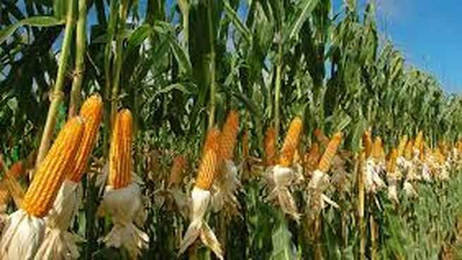 El agro proyecta una mayor área de maíz y un repunte del girasol para la próxima zafra.