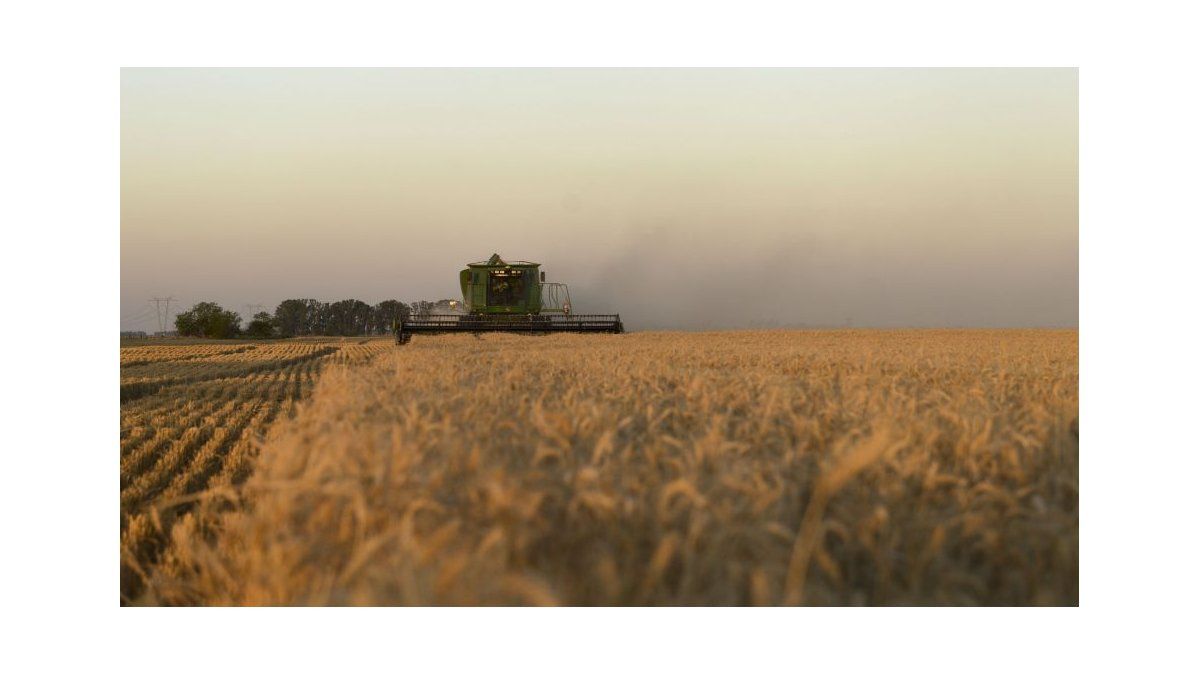 Wheat production falls to 16.5 M tons (the lowest in seven years)