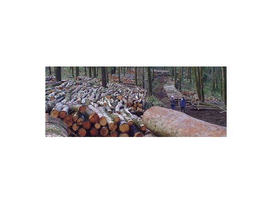 Destacan potencial de crecimiento del sector forestal