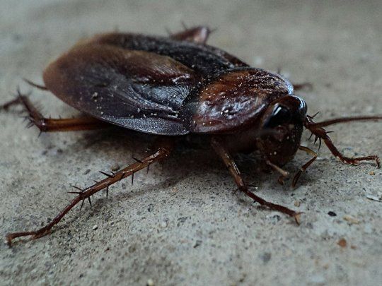 Cucaracha