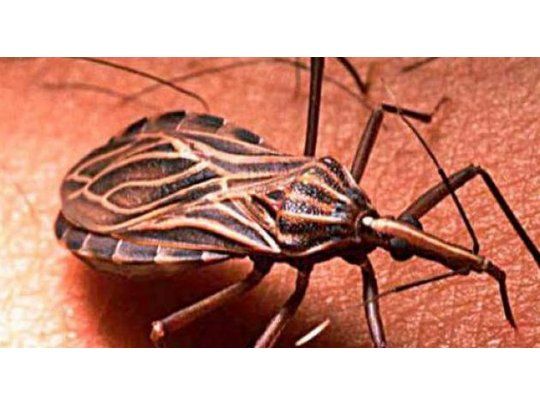 Big data: arrancan con novedoso mapa de riesgo de Chagas