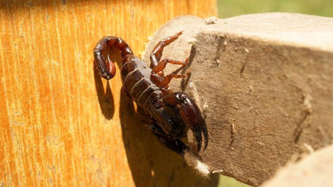 Es esencial tomar medidas de prevención y recaudo ante la presencia de alacranes en verano.