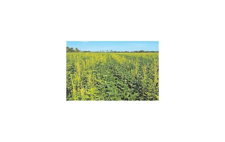 ámbito.com | El yuyo colorado llegó hace poco, pero ya es un problema grave. Entre otros motivos, las malas prácticas y el descuido en la limpieza de maquinaria propagan esta maleza que se adaptó a campos con siembra directa.