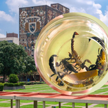 El hallazgo de la UNAM para nuevos antibióticos. El hallazgo de la UNAM para nuevos antibióticos.