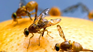What does it mean to dream of insects? What does it mean to dream of insects?