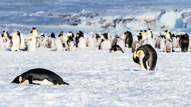 Emperor penguins are the largest and heaviest of all penguins.