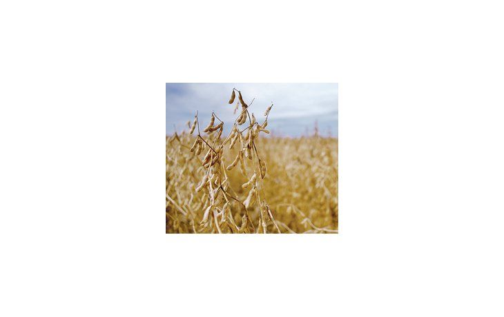Casi el 65% de la región agrícola está sembrado con soja, mientras lo ideal sería que abarcara el 50%.
