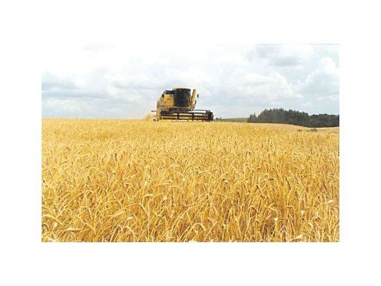 Envíos dorados. El trigo es el principal producto de exportación. En el primer semestre del año representó el 66% de las importaciones del país vecino.