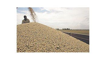 La soja y el resto de los commodities agrícolas suelen recuperarse en setiembre de las bajasde agosto. La tendencia se registró en Chicago en 15 de las últimas 20 campañas sojeras.