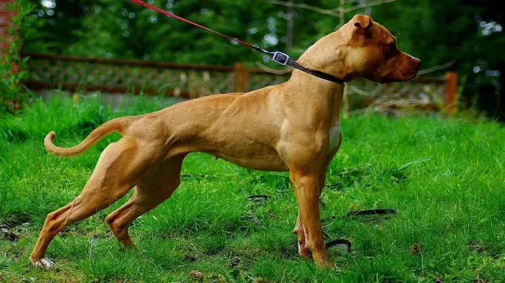 Un perro pitbull volvió a ser protagonista de un ataque en Córdoba Un perro pitbull volvió a ser protagonista de un ataque en Córdoba