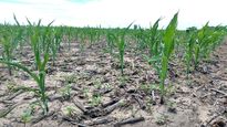 El sector agricultura y ganadería se derrumbó 40,2% en el segundo trimestre con respecto a igual período del año anterior, debido a la fuerte sequía que afectó al sector.