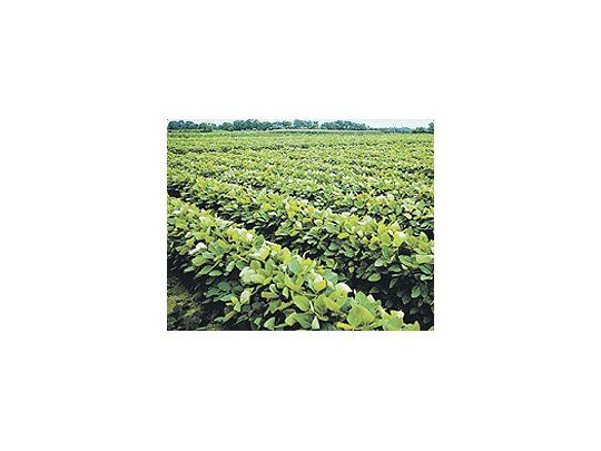 La Argentina es el tercer productor y exportador mundial de soja y el mayor proveedor global de su aceite y harinas derivados.