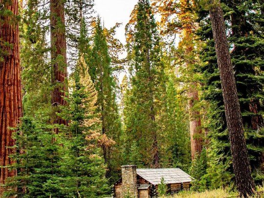 Grupos de&nbsp;sequoias de Yosemite est&aacute;n muriendo, sin conocer del todo la causa.