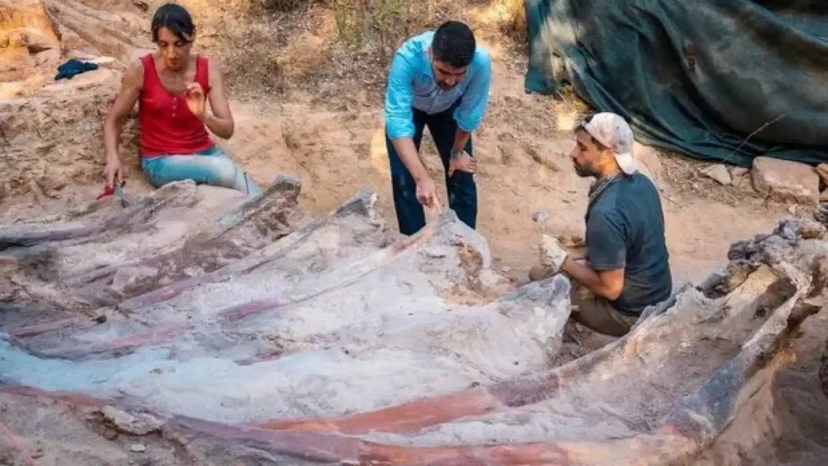 Os restos fósseis do maior dinossauro da Península Ibérica foram encontrados em Portugal