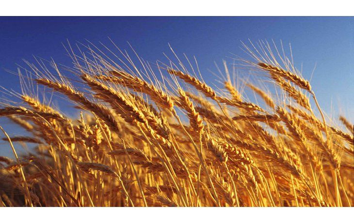 Estiman que subiría exportación de trigo a Brasil