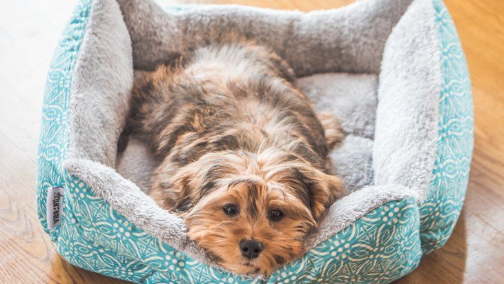 Una de las mejores alternativas para el frío es una cucha acolchada.