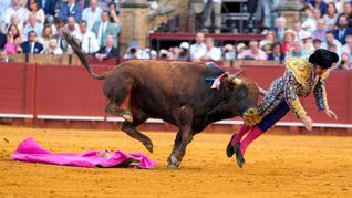 Morante de la Puebla fue embestido por el cuarto animal de la tarde en la Plaza de Toros de la Maestranza. Morante de la Puebla fue embestido por el cuarto animal de la tarde en la Plaza de Toros de la Maestranza.