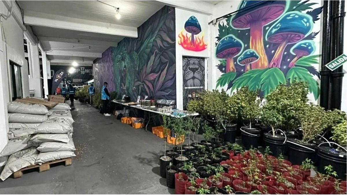 They dismantle a drug gang dedicated to the sale of “magic sweets” on social networks
