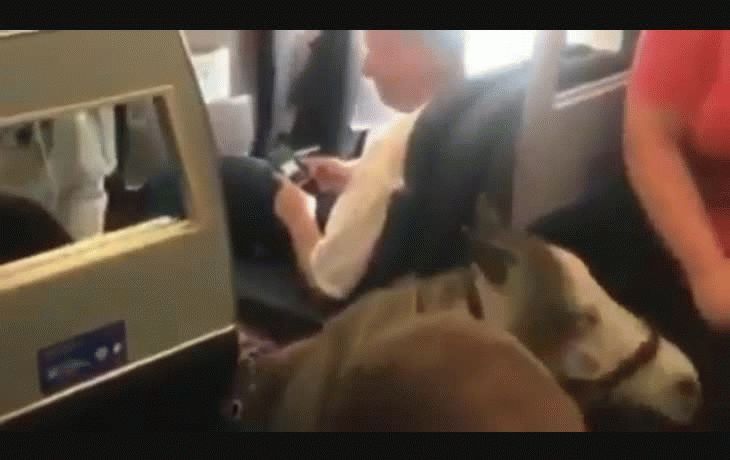 Caballo miniatura sorprende a los pasajeros de un avión en EEUU