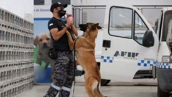 Cuando la DGA obtenga la certificación de “Centro regional de adiestramiento canino”, la OMA podrá utilizar esas instalaciones para brindar adiestramiento regional a guías y canes detectores.