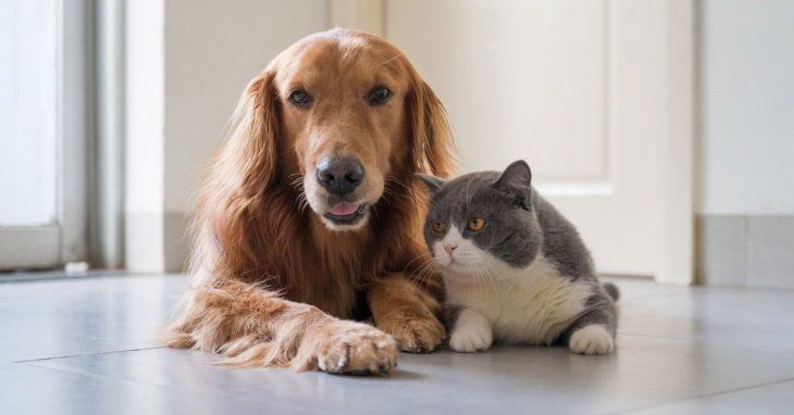 Pets: how to protect them from fireworks. Pets: how to protect them from fireworks.