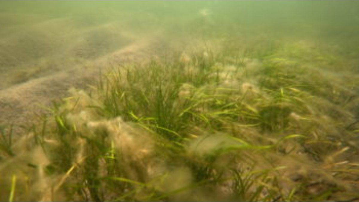 The oldest marine plant in history discovered in Finland The oldest marine plant in history discovered in Finland