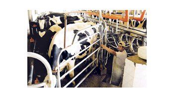 A partir de este mes hubo una recuperación incipiente de los volúmenes de venta externa de leche en polvo.