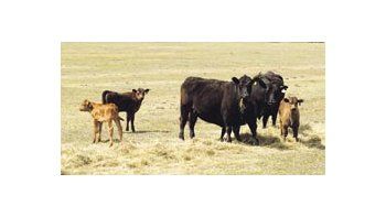El stock de vacas cayó 805 mil unidades entre el primer semestre de 2007 y el mismo período de 2008, según datos de las campañas de vacunación antiaftosa.