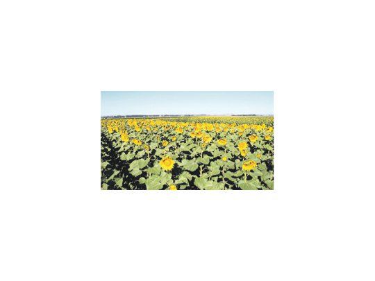 El aceite de girasol alto oleico es similar al de oliva, con la ventaja adicional de que posee sabor y olor neutros.