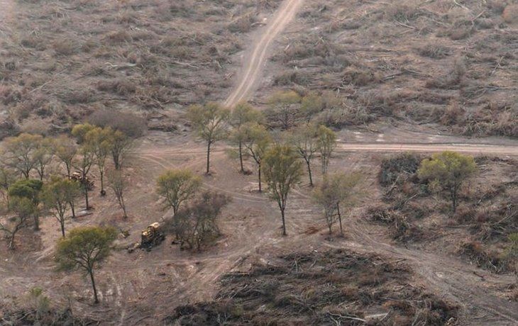 Greenpeace reclama que decreten la emergencia forestal y prohíban los desmontes en estas provincias.