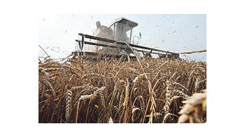 A comienzos de agosto, los precios internacionales del trigo subieron a sus niveles más altos desde abril de 2008 por temores a un déficit global impulsado por la escasa producción rusa.