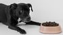 Ensure the quality of your pet's food by following these expert tips to avoid health problems and keep their nutrition intact. Ensure the quality of your pet's food by following these expert tips to avoid health problems and keep their nutrition intact.