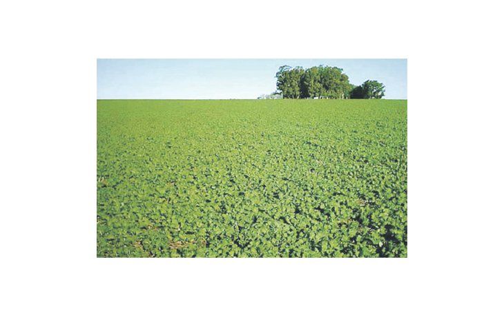 ámbito.com | La consultora Informa Economics estima para la soja una producción esperada de 103,6 millones de toneladas, con rendimientos promedio calculados en 3.033 kilos por hectárea.