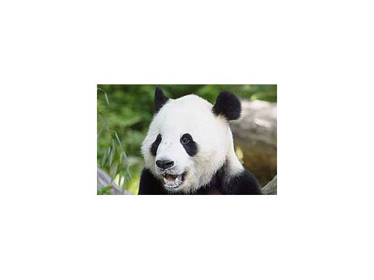 El oso panda está amenazado por diversos factores.