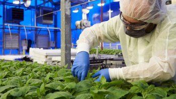 vacuna vegetal, la investigacion cientifica contra el covid-19 que se hace en argentina
