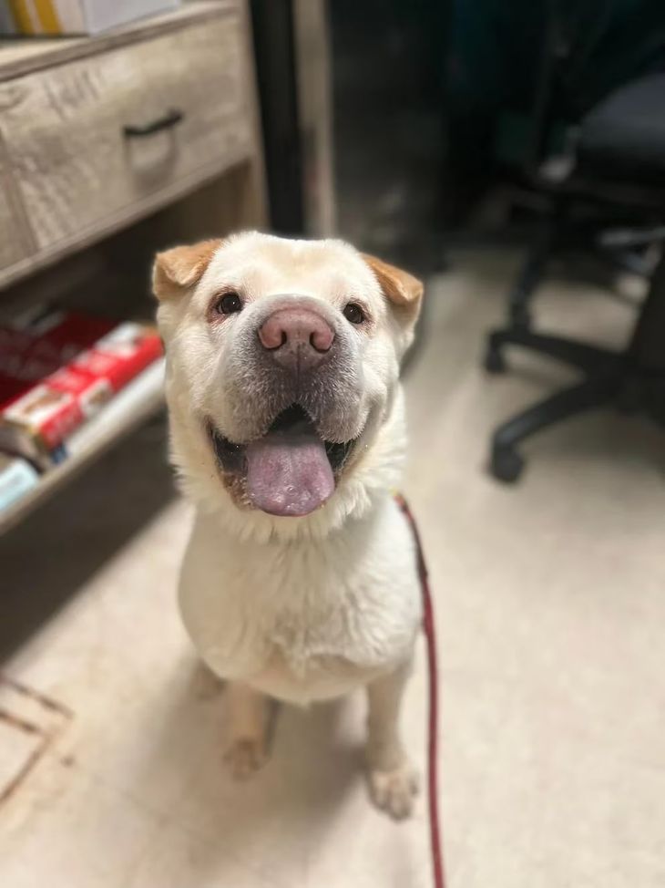 Arthur, el perro de la pareja.