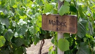El Malbec representa más del 70% del volumen total de vinos varietales exportados desde Argentina.