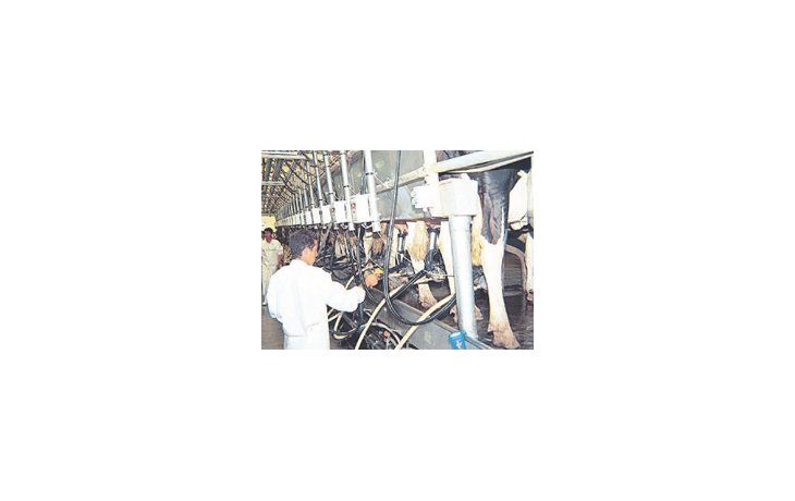 Participaron empresas productoras de quesos, leche en polvo, suero en polvo y dulce de leche.