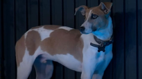 Enterate qué va a pasar con el perro de la casa más famosa del país,&nbsp;