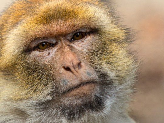 MACACO.jpg