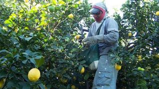 La Ley Ómnibus despertó el alerta de los productores de limones y subderivados.