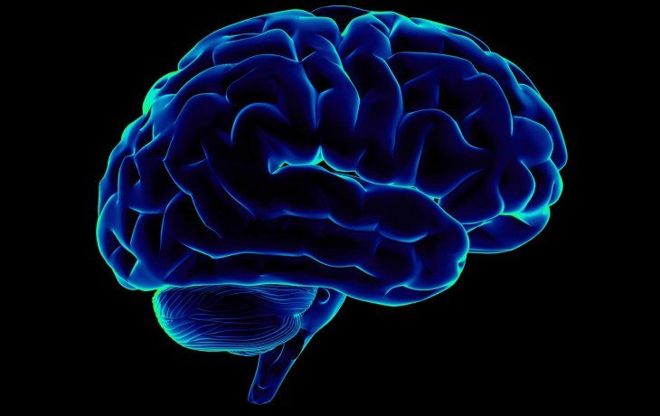 Cerebro.