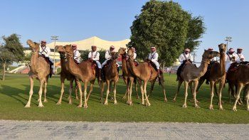 mundial de qatar 2022: los camellos reemplazan a los caballos en el control policial