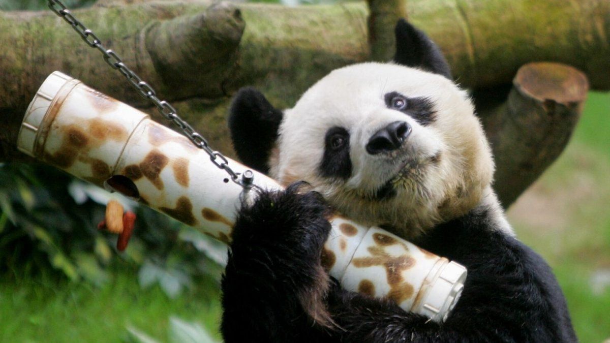 An An, the world’s oldest panda, has died