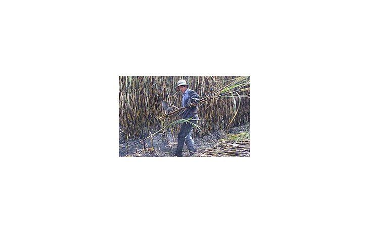 Sector azucarero teme por el financiamiento de la próxima zafra