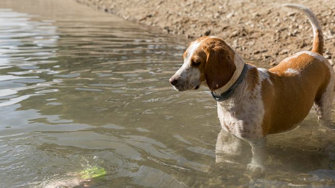 Nuestras mascotas son las más vulnerables a sufir golpes de calor en verano.