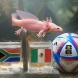 ¿Quién es el nuevo oráculo que promete revolucionar el Mundial 2026 con sus pronósticos? ¿Quién es el nuevo oráculo que promete revolucionar el Mundial 2026 con sus pronósticos?