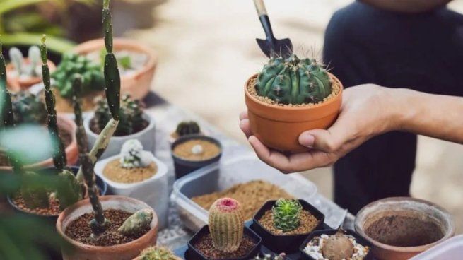 5 trucos para proteger tus plantas en invierno. 