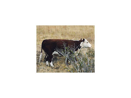 Río Negro llegó a contabilizar casi un millón de cabezas de ganado vacuno, pero hoy, después de la terrible sequía, no supera los 450 mil animales.