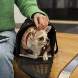 Realizarán encuesta para ver si los ciudadanos aceptan que las mascotas viajen en subte Realizarán encuesta para ver si los ciudadanos aceptan que las mascotas viajen en subte